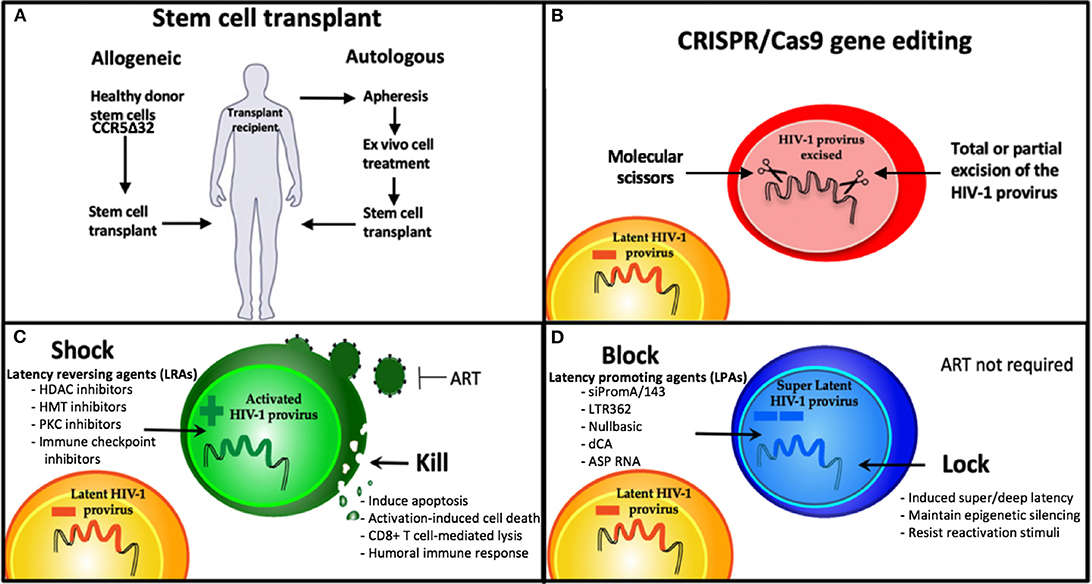 Schematic diagram (not to scale) of the SIV genomic RNA. The leader of