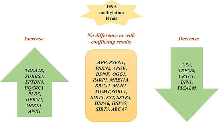 Frontiers  Epigenetics in Alzheimer's Disease