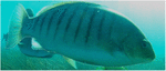 www.frontiersin.org