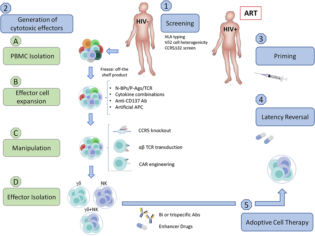 A Better Understanding of How HIV-1 Evades the Immune System