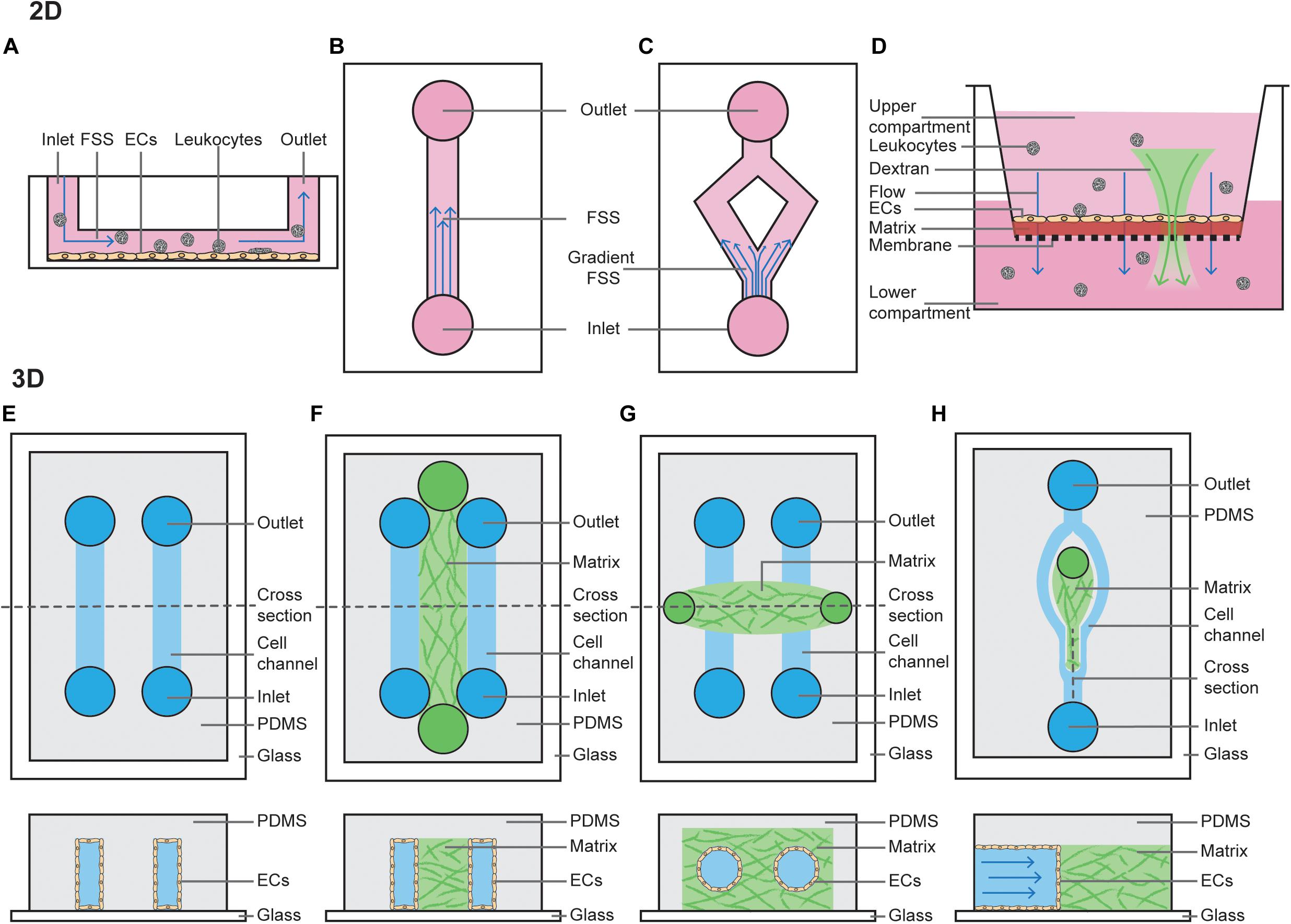 Differential cellular stiffness contributes to tissue elongation on an  expanding surface