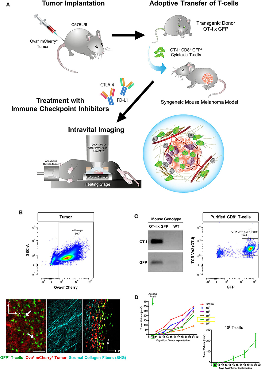 Labeling and tracking of immune cells in ex vivo human skin