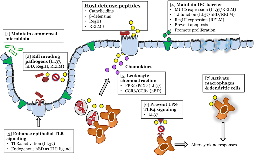 Host defense peptides combined with MTA extract increase the