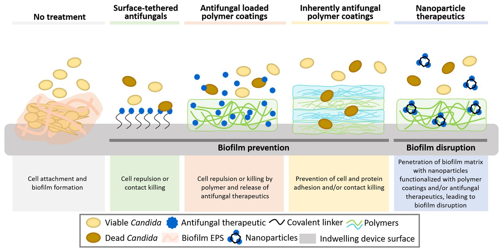 PDF) Action of disinfectant solutions on adaptive capacity and virulence  factors of the Candida spp. biofilms formed on acrylic resin