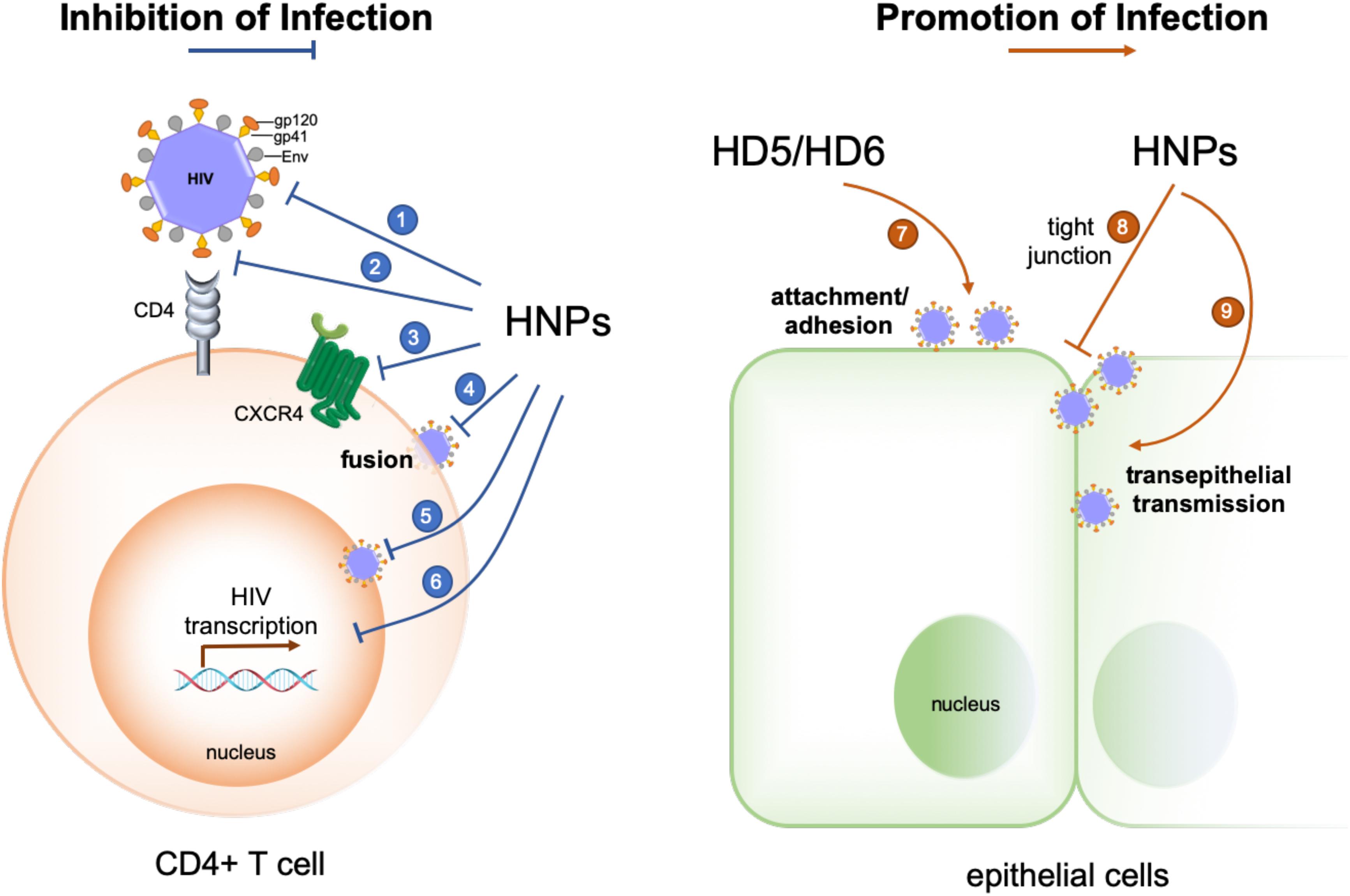 Frontiers Defensins A Double Edged Sword In Host Immunity Immunology