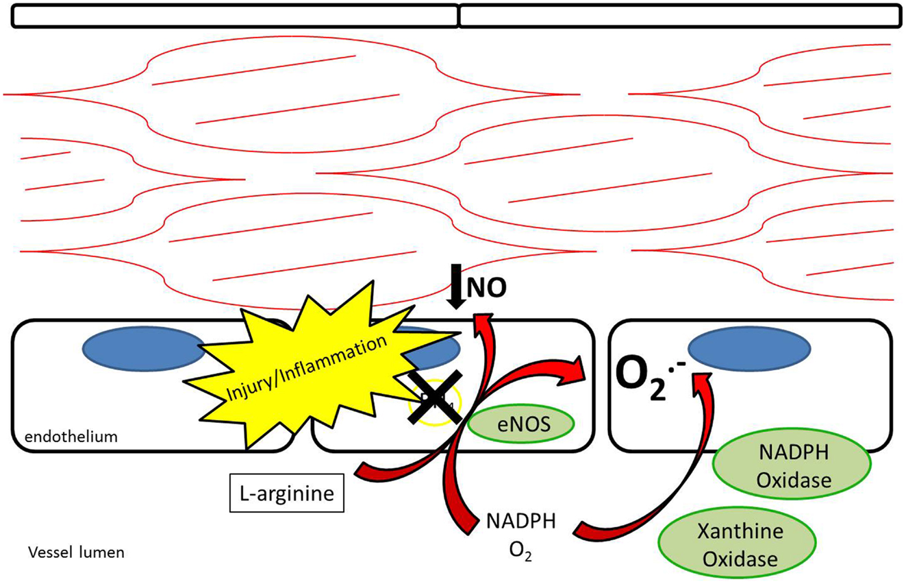 Oxidant antioxidant parameters and their relationship with behcet's disease