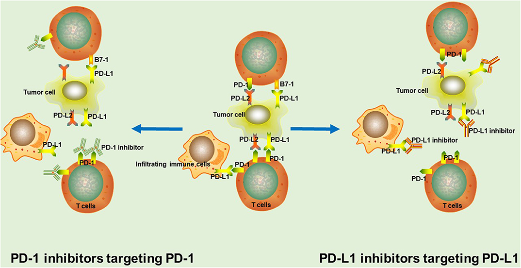 PD-L1