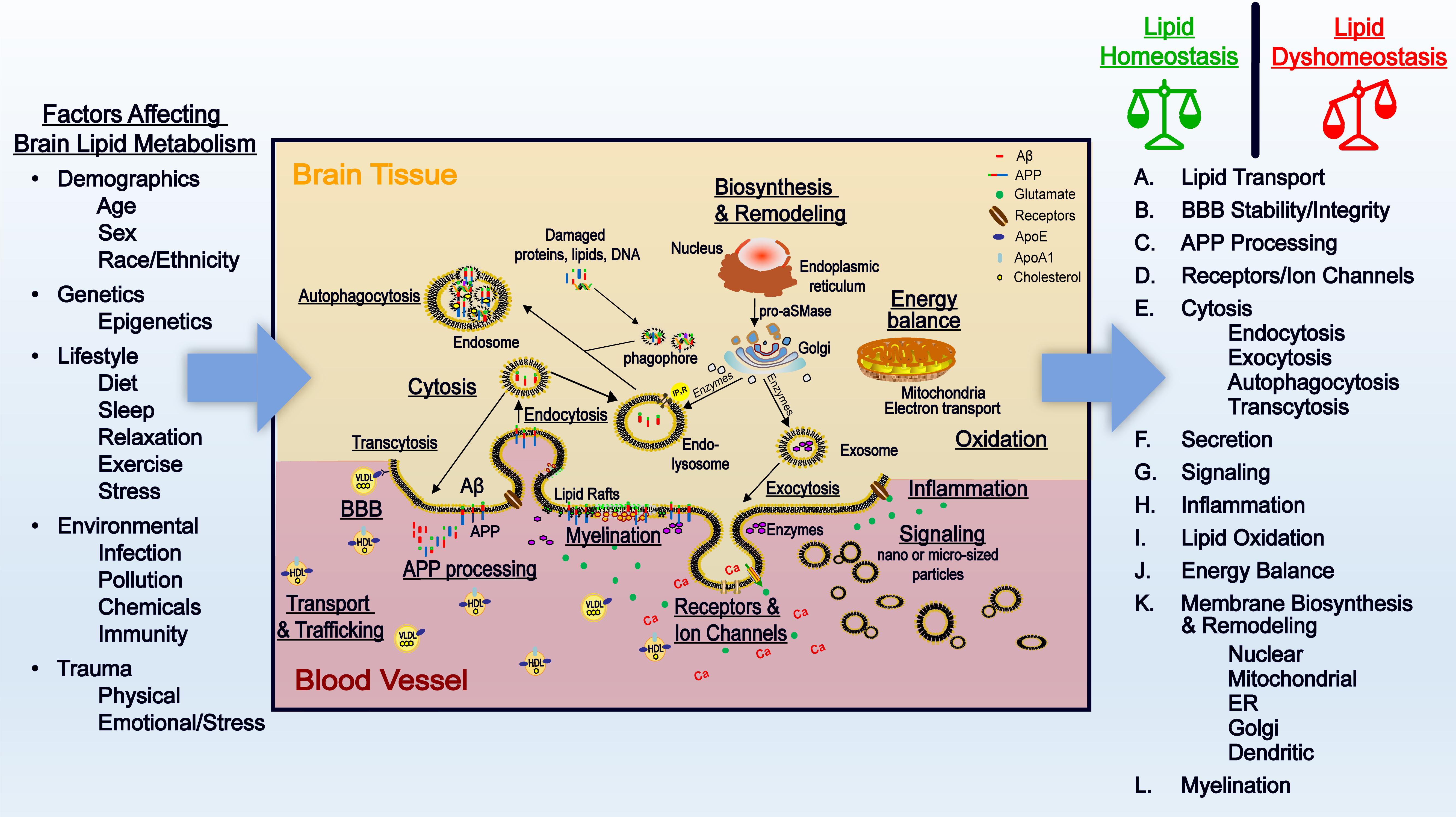 Frontiers Involvement Of Lipids In Alzheimer S Disease Pathology And Potential Therapies Physiology