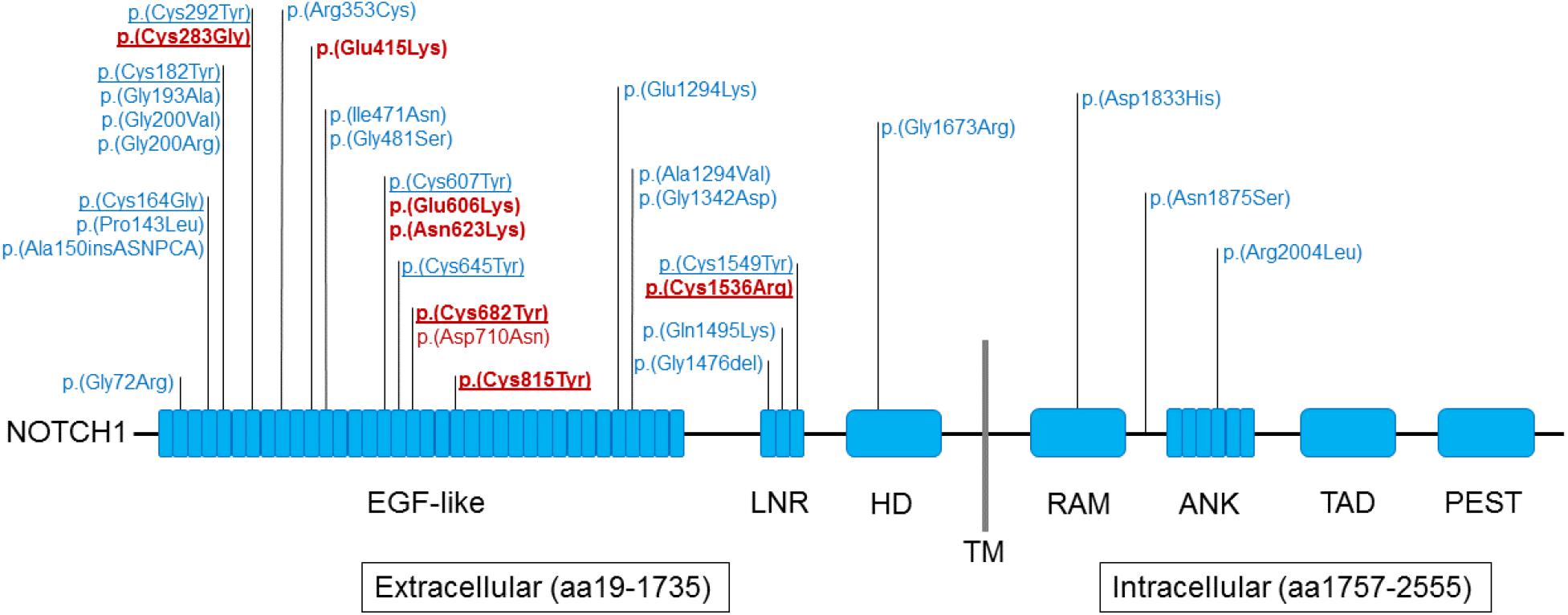 tetralogy of fallot genetics