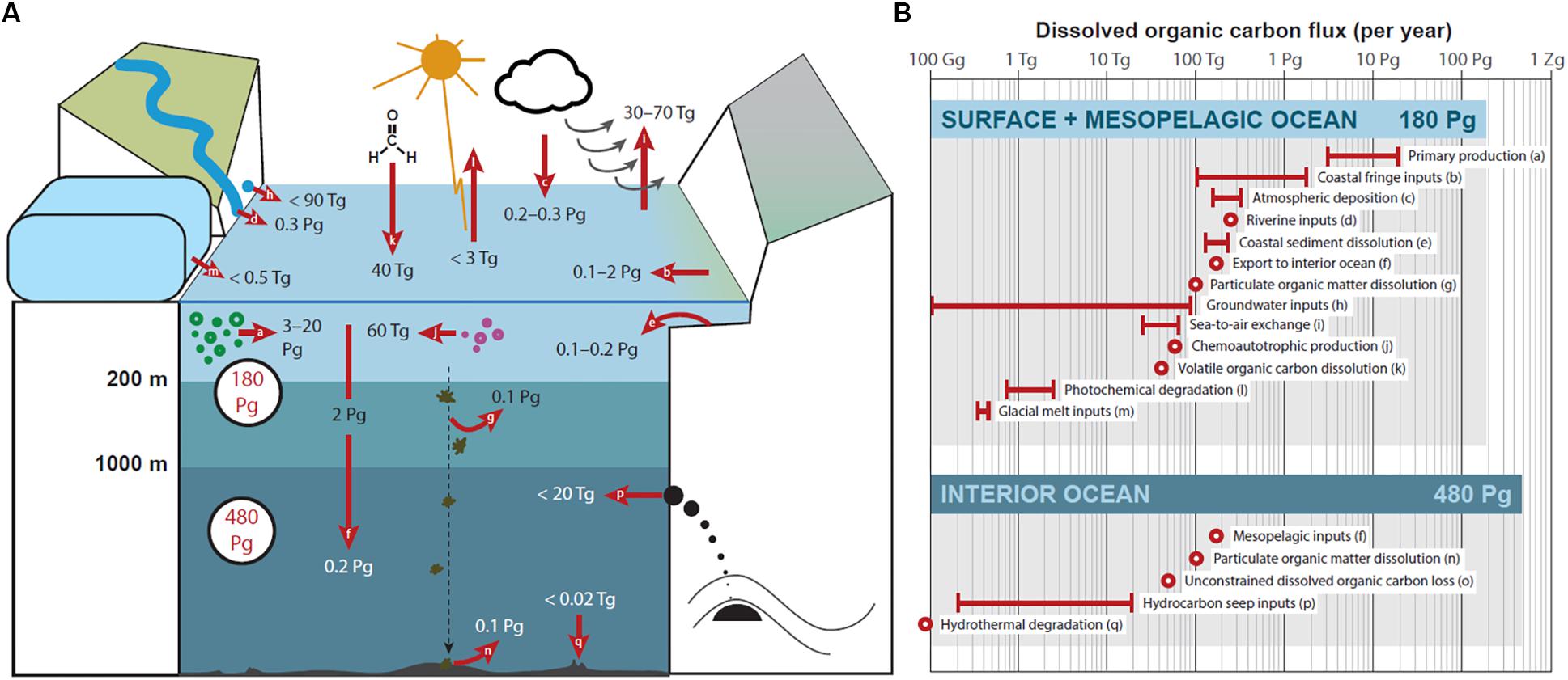 Frontiers  Soothsaying DOM: A Current Perspective on the Future of Oceanic  Dissolved Organic Carbon