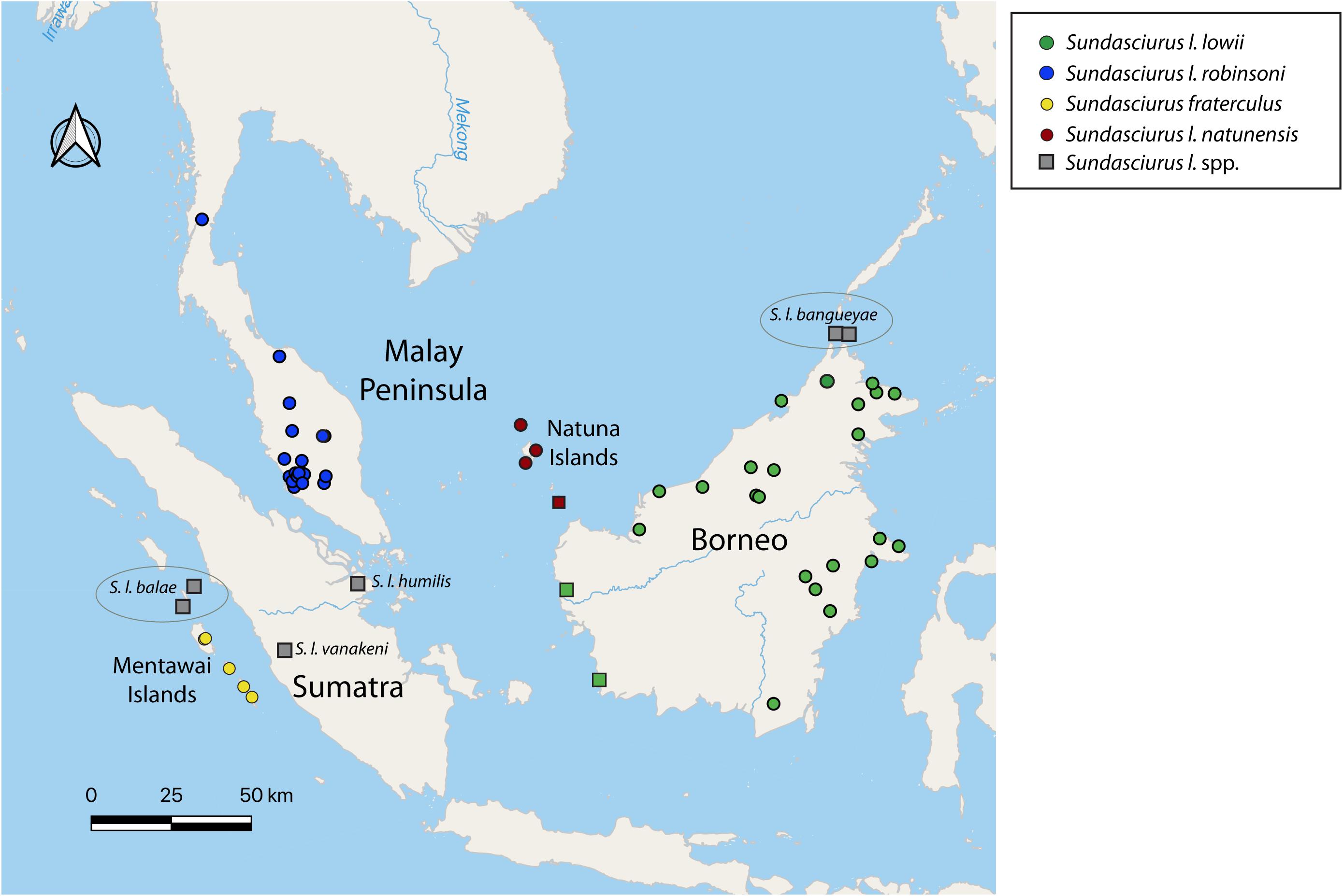 Frontiers | Ancient Divergence Driven by Geographic Isolation and  Ecological Adaptation in Forest Dependent Sundaland Tree Squirrels |  Ecology and Evolution