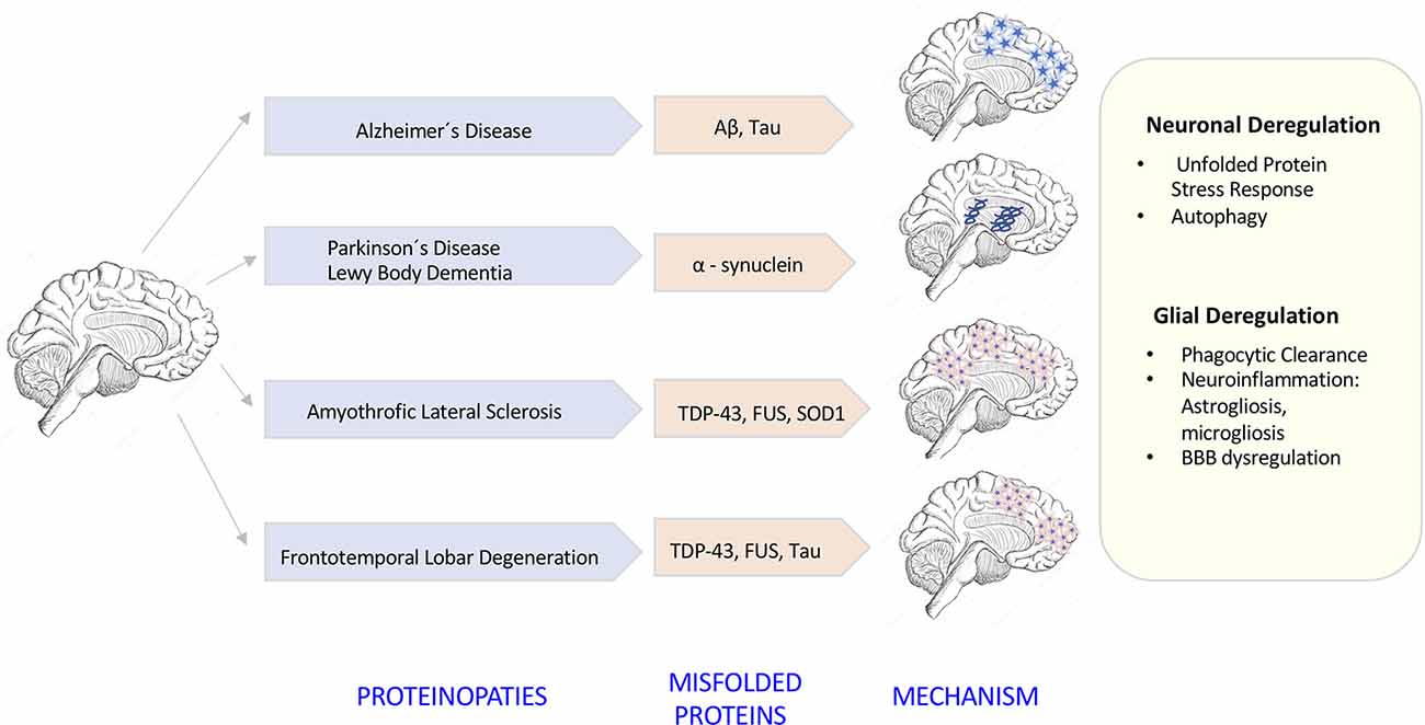 Astrocyte recruitment is augmented within the calcium wave in the VPA