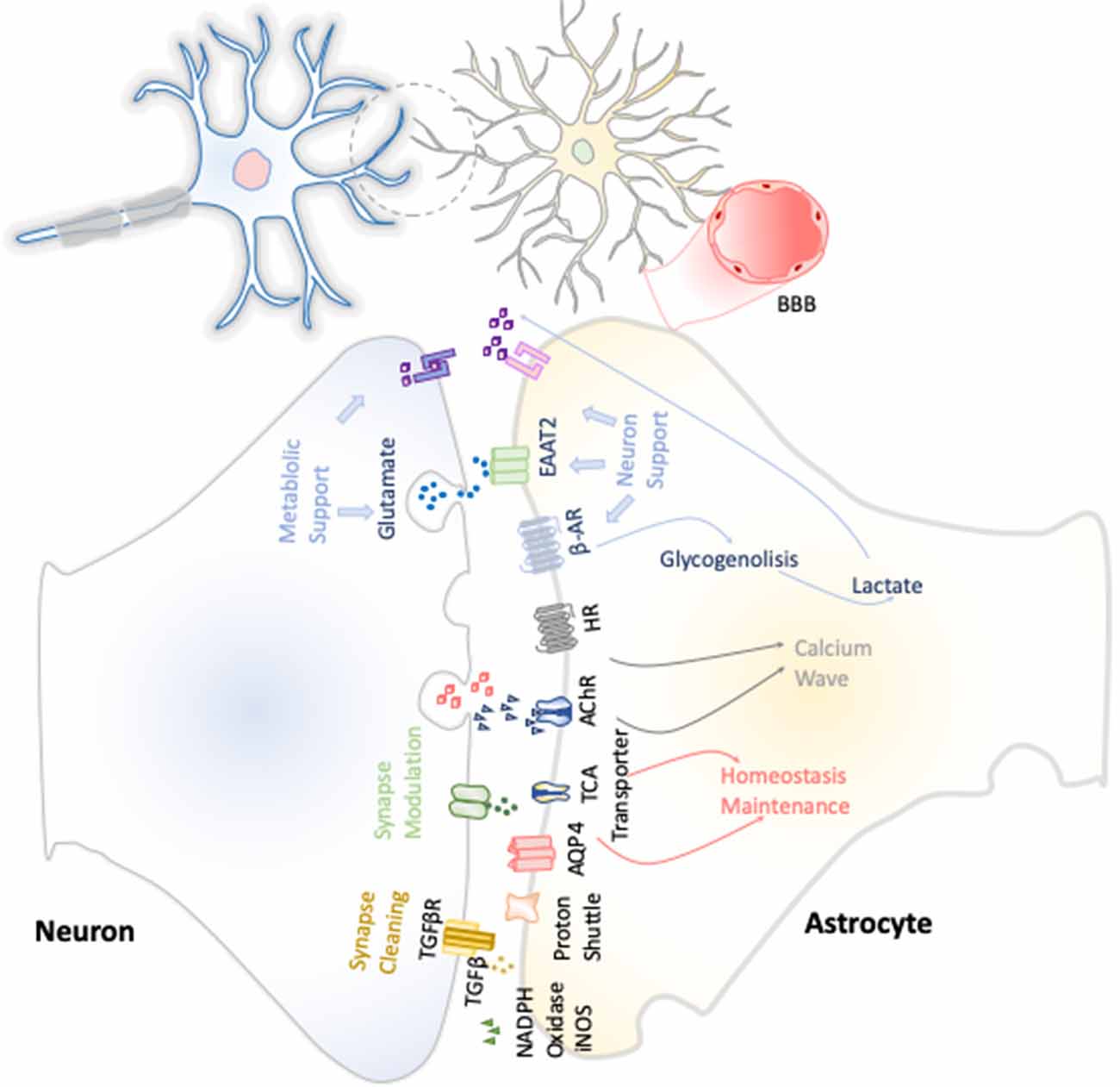Astrocyte recruitment is augmented within the calcium wave in the VPA