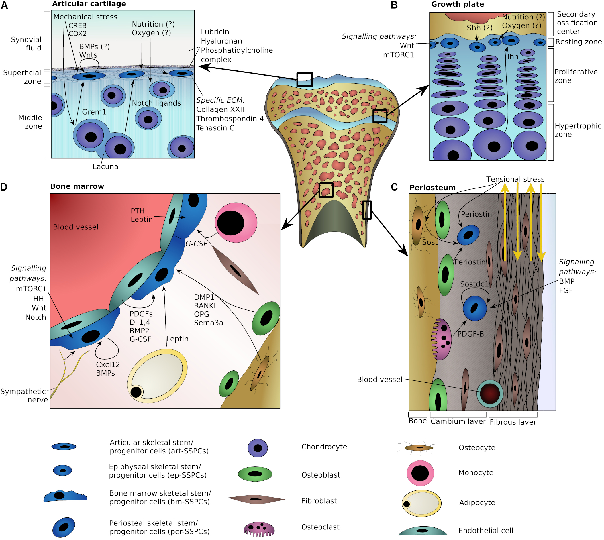 Frontiers Niches For Skeletal Stem Cells Of Mesenchymal Origin Cell And Developmental Biology