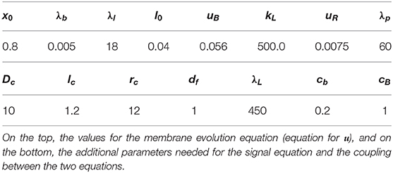 Frontiers A Finite Element Method For A Fourth Order Surface Equation With Application To The Onset Of Cell Blebbing Applied Mathematics And Statistics