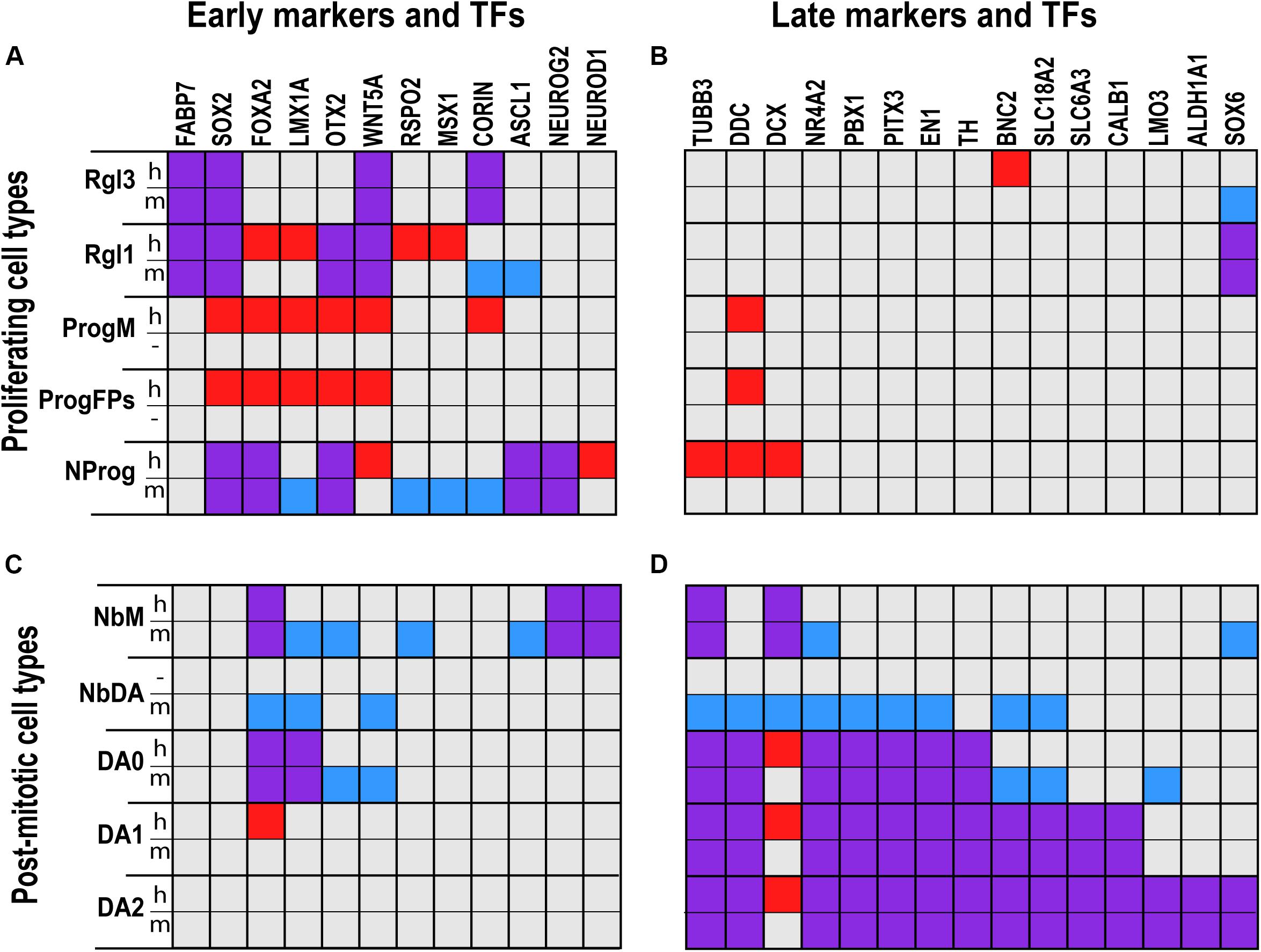 A dopamine-induced gene expression signature regulates neuronal