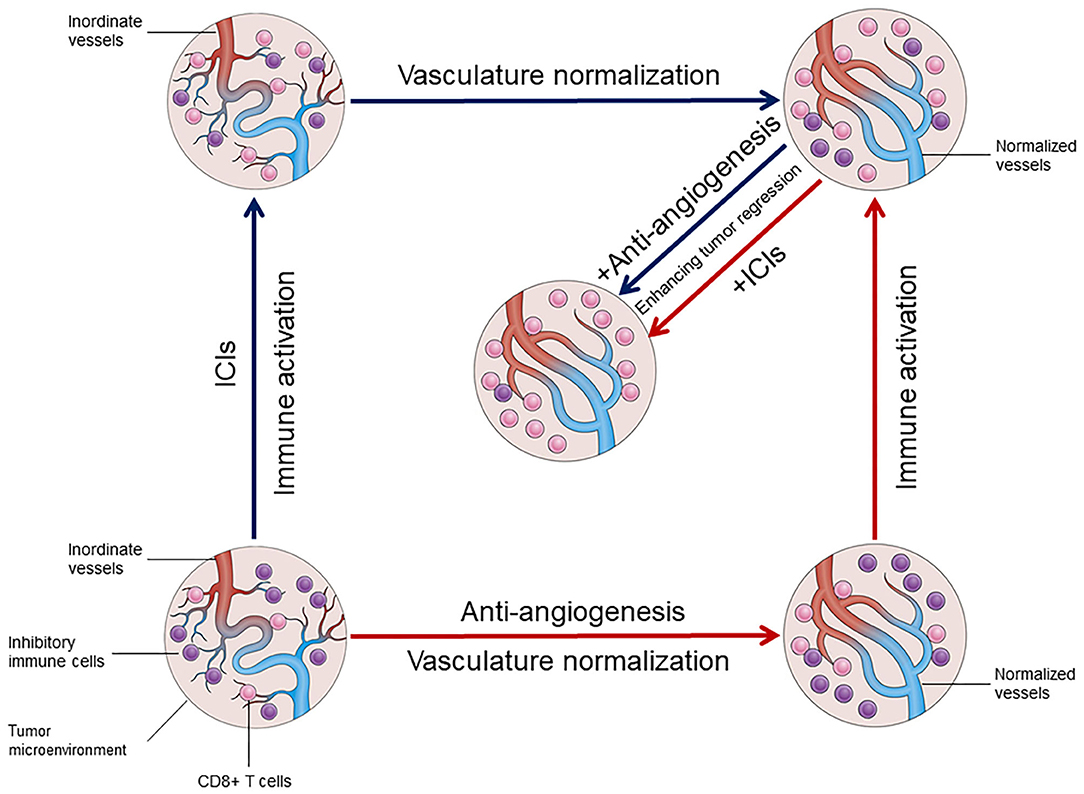 Anti-angiogenesis research