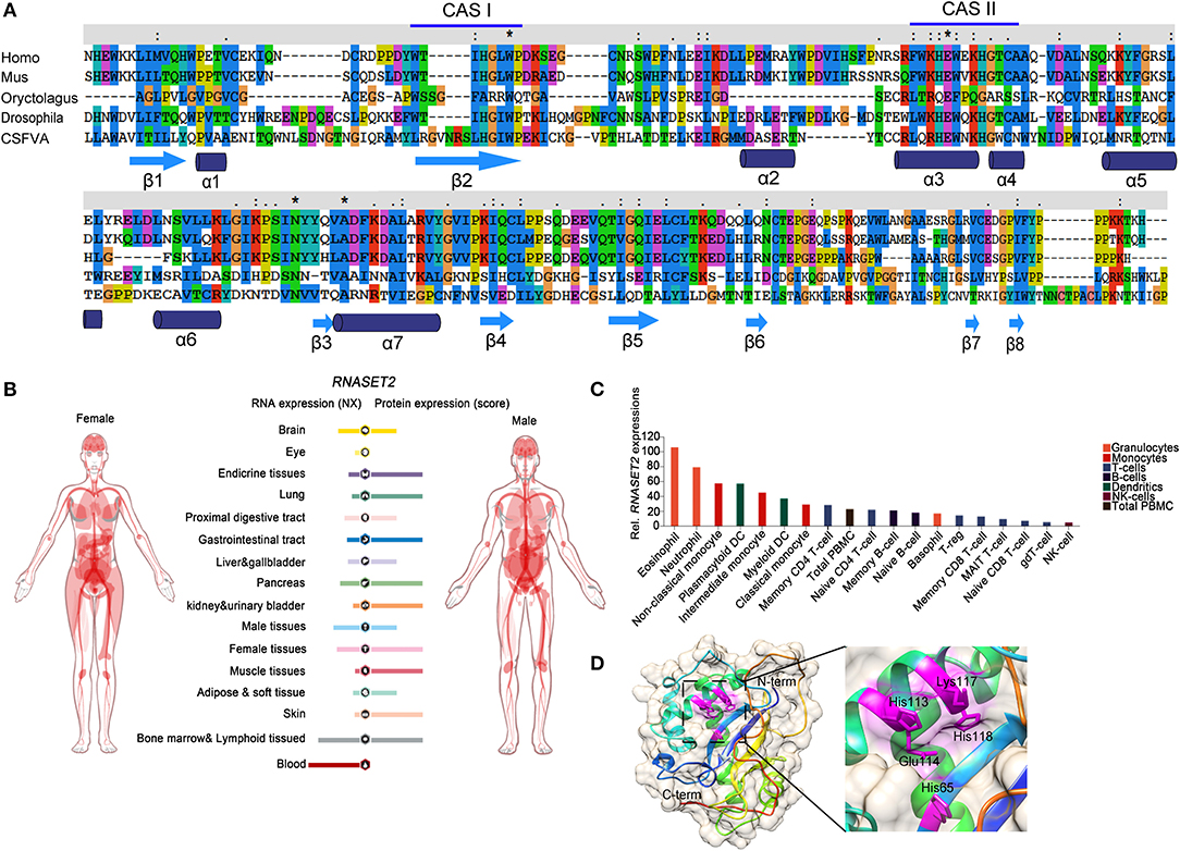 Frontiers | RNase T2 in Inflammation and Cancer: Immunological and Biological Views