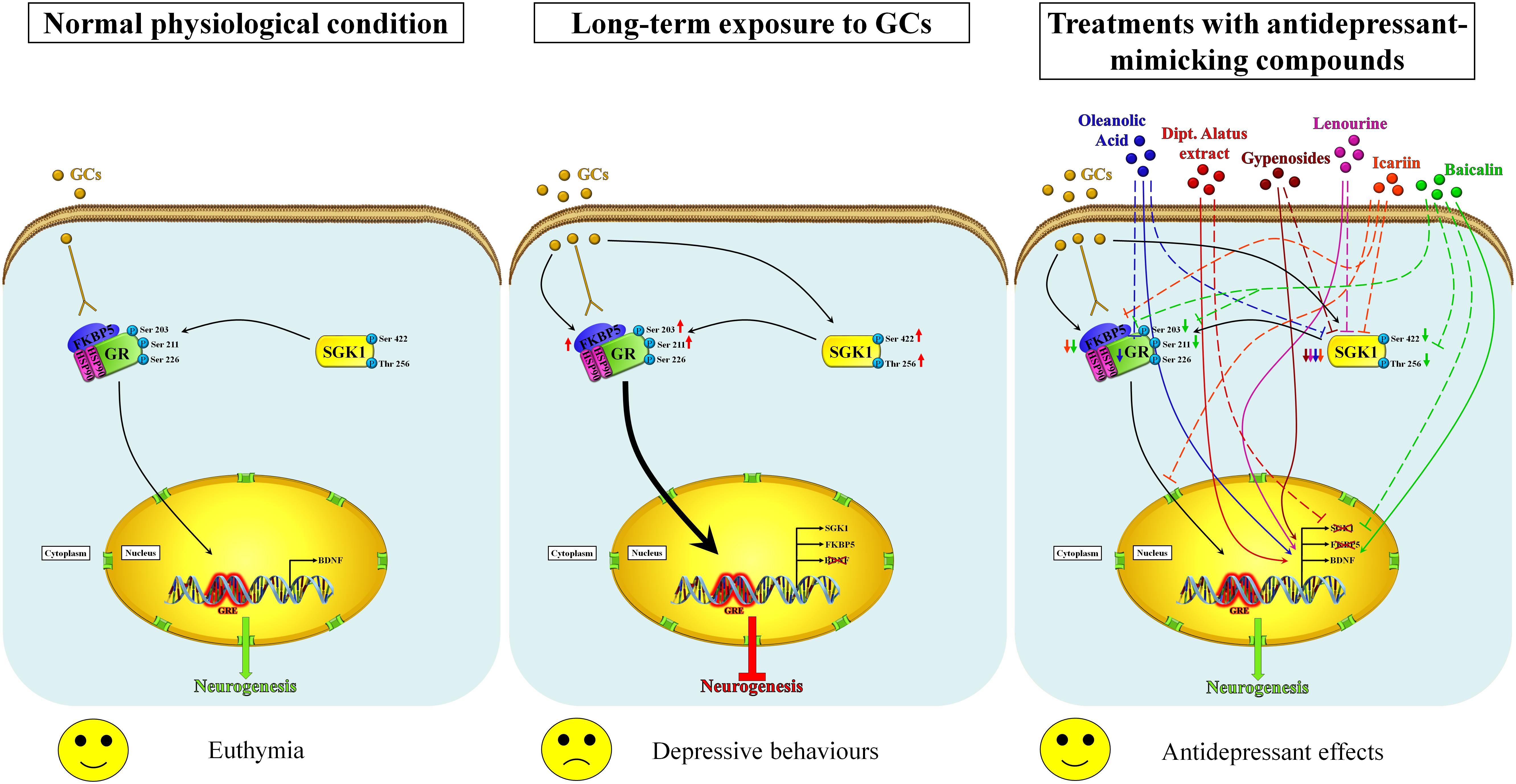 Neuro LIFE Institute - Did you know that Brain Derived Neurotrophic Factors  (BDNP) are proteins that help with the development (differentiation) and  protection of brain cells in many cases? Linker R, Gold