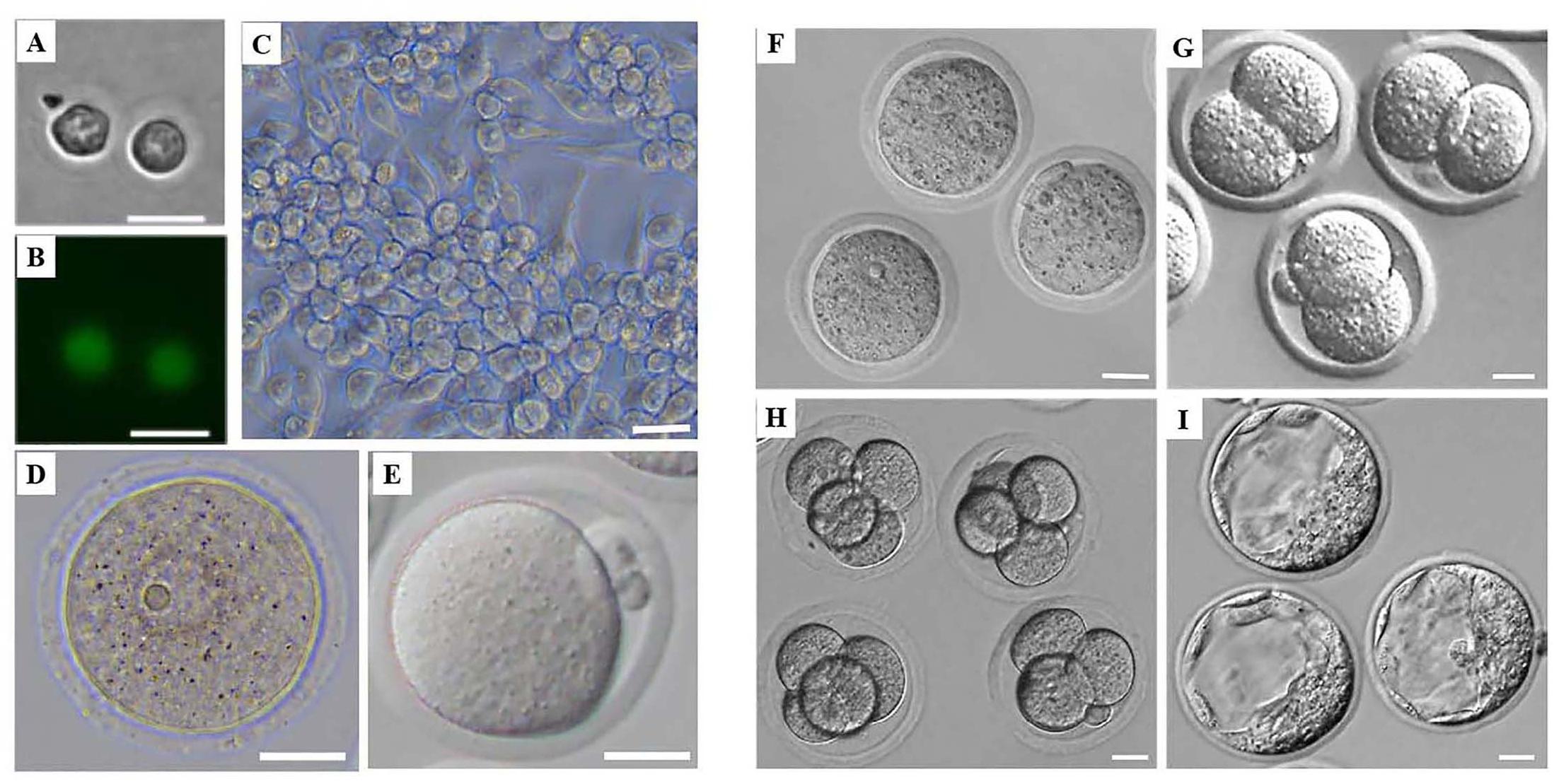 Figure 1. Morphology of mouse female germ cells and preimplantation embryos...