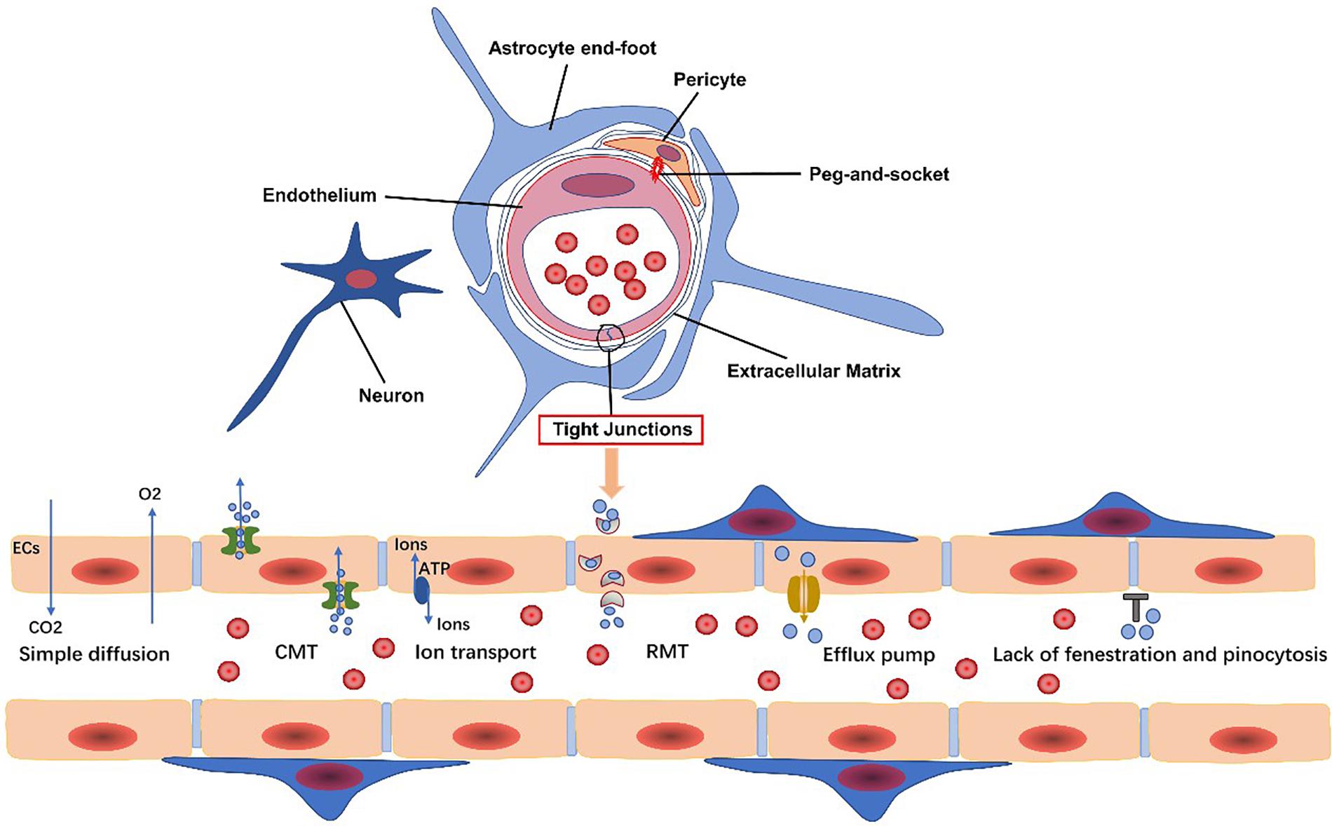 Frontiers | Blood-Brain Barrier: More Contributor to Disruption of ...