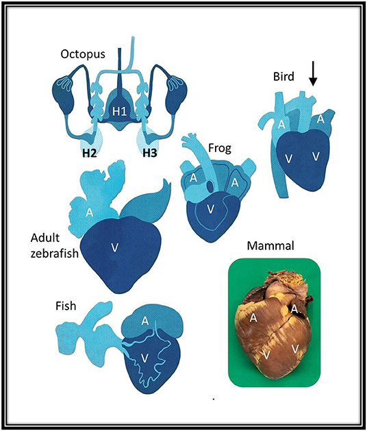 Hearts And The Heartless In The Animal Kingdom Frontiers For Young Minds