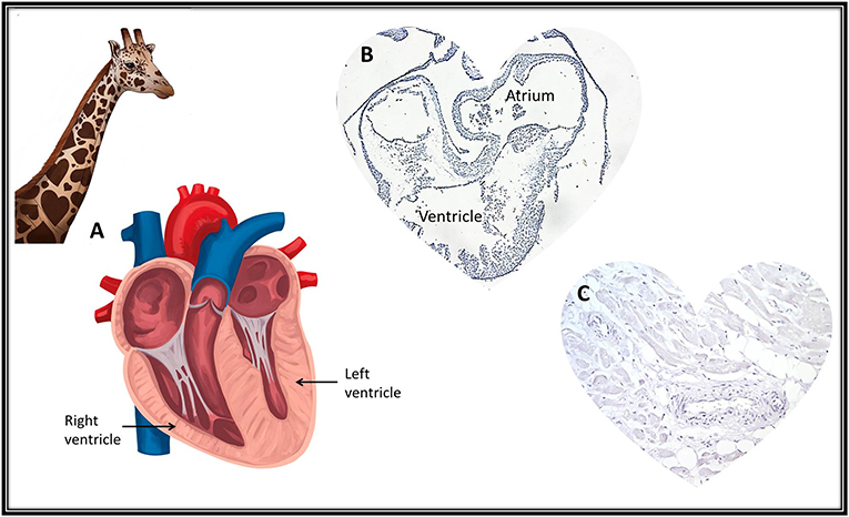 Hearts And The Heartless In The Animal Kingdom Frontiers For Young Minds