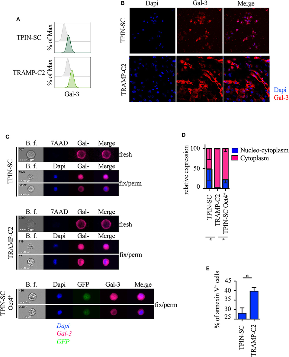 Frontiers Galectin 3 In Prostate Cancer Stem Like Cells Is Immunosuppressive And Drives Early Metastasis Immunology
