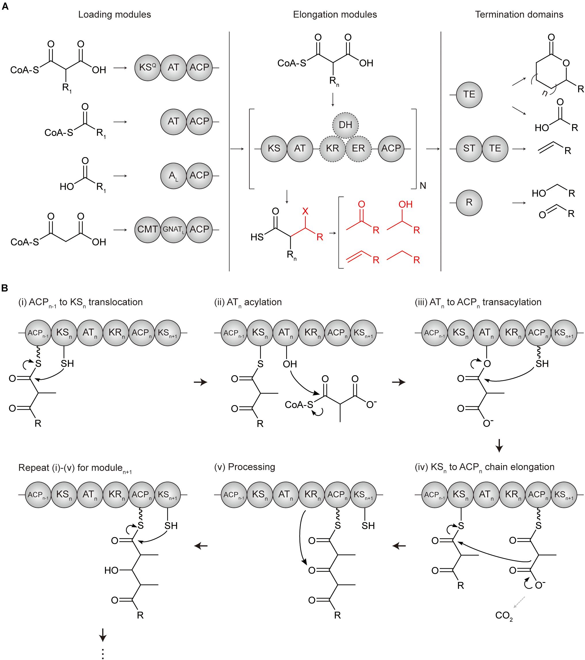 Subdomain dynamics enable chemical chain reactions in non-ribosomal peptide  synthetases