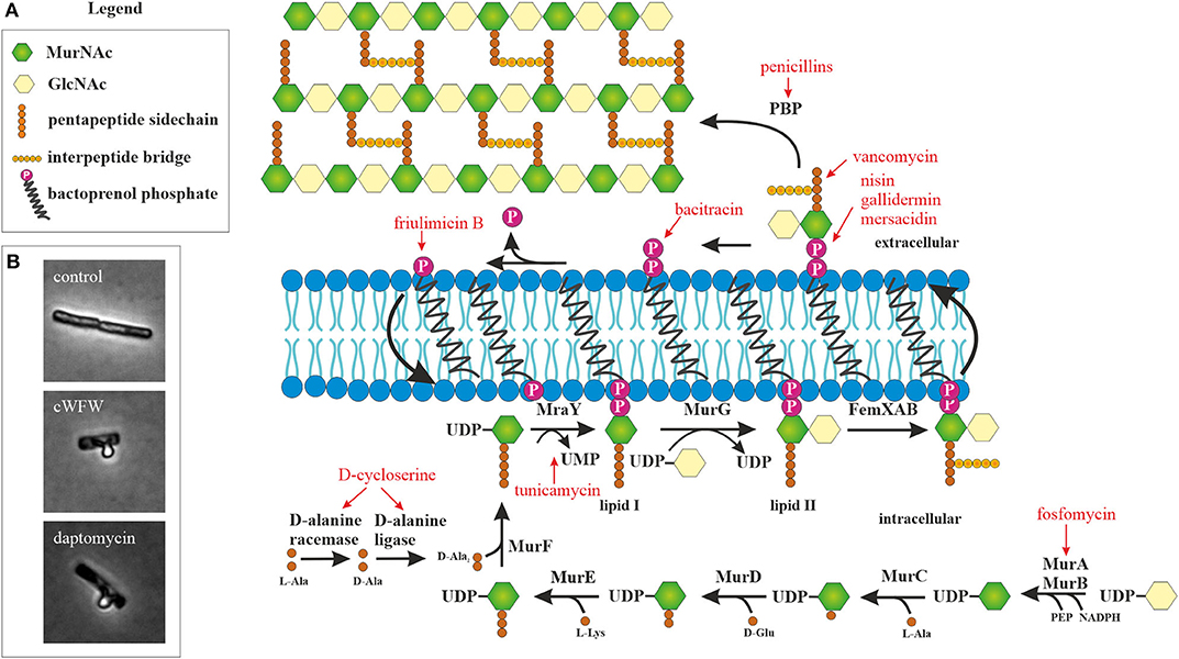 Antibacterial activity and antibiotic-modifying action of