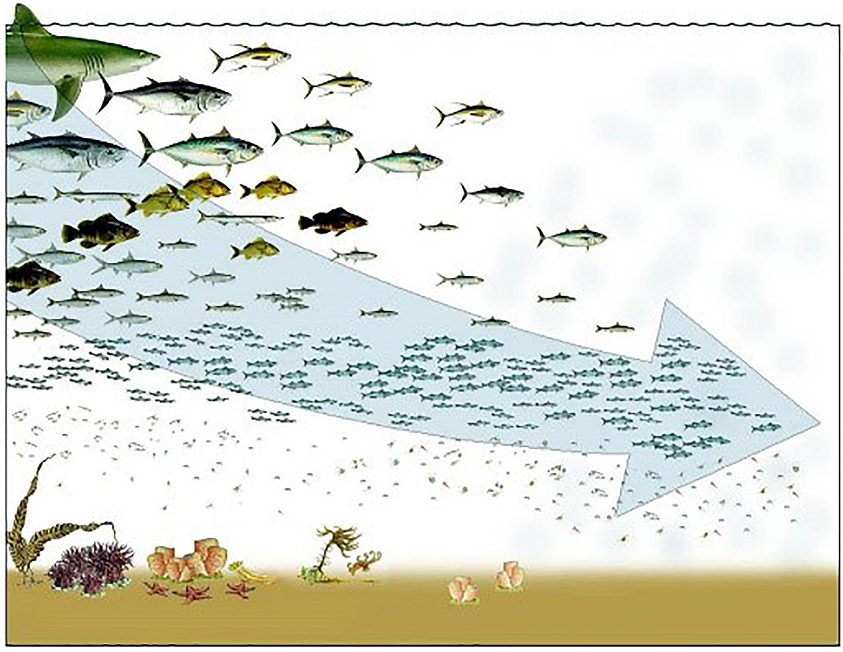 Warming and overfishing could switch the role of fishes in the marine  carbon cycle