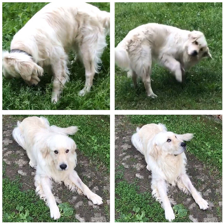 Can a Dog Die from Vestibular Disease 