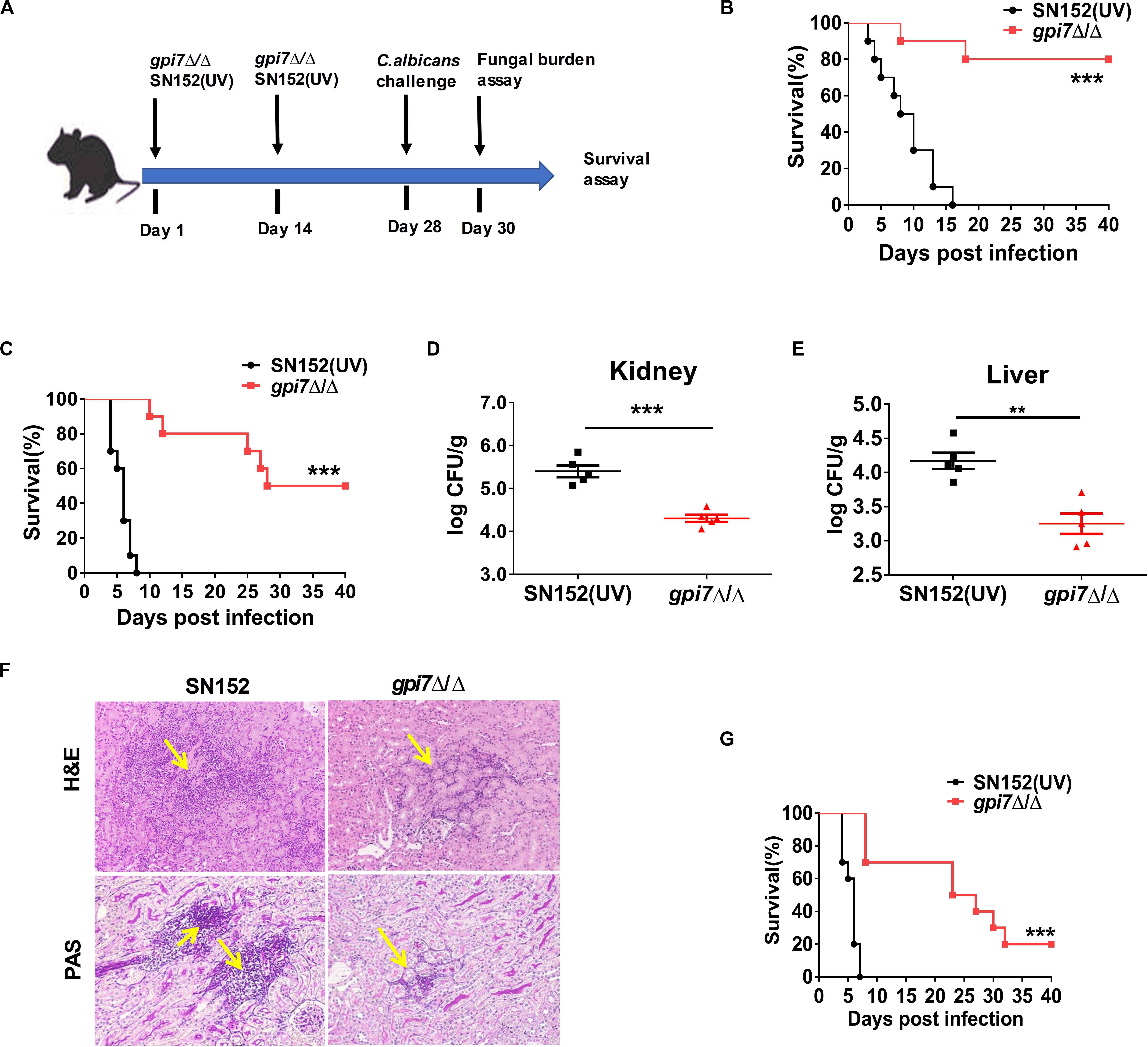 Frontiers | Dectin-1 Facilitates IL-18 Production for the 