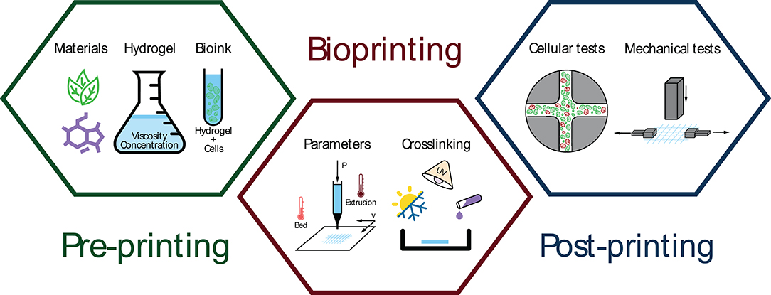 Frontiers Hydrogels For Bioprinting A Systematic Review Of Hydrogels Synthesis Bioprinting Parameters And Bioprinted Structures Behavior Bioengineering And Biotechnology