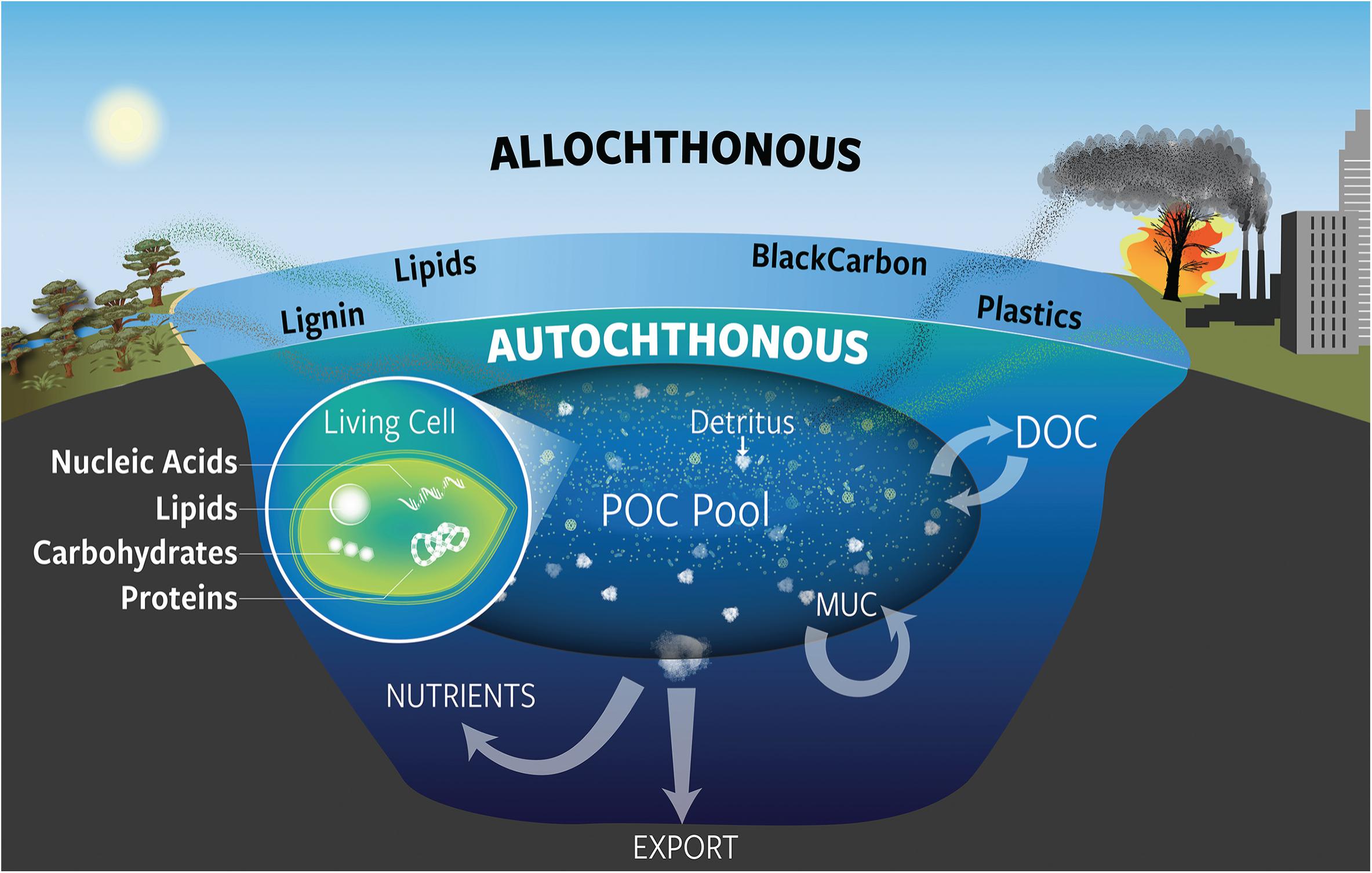 Frontiers Particulate Organic Carbon Deconstructed Molecular and Chemical Composition of Particulate Organic Carbon in the Ocean
