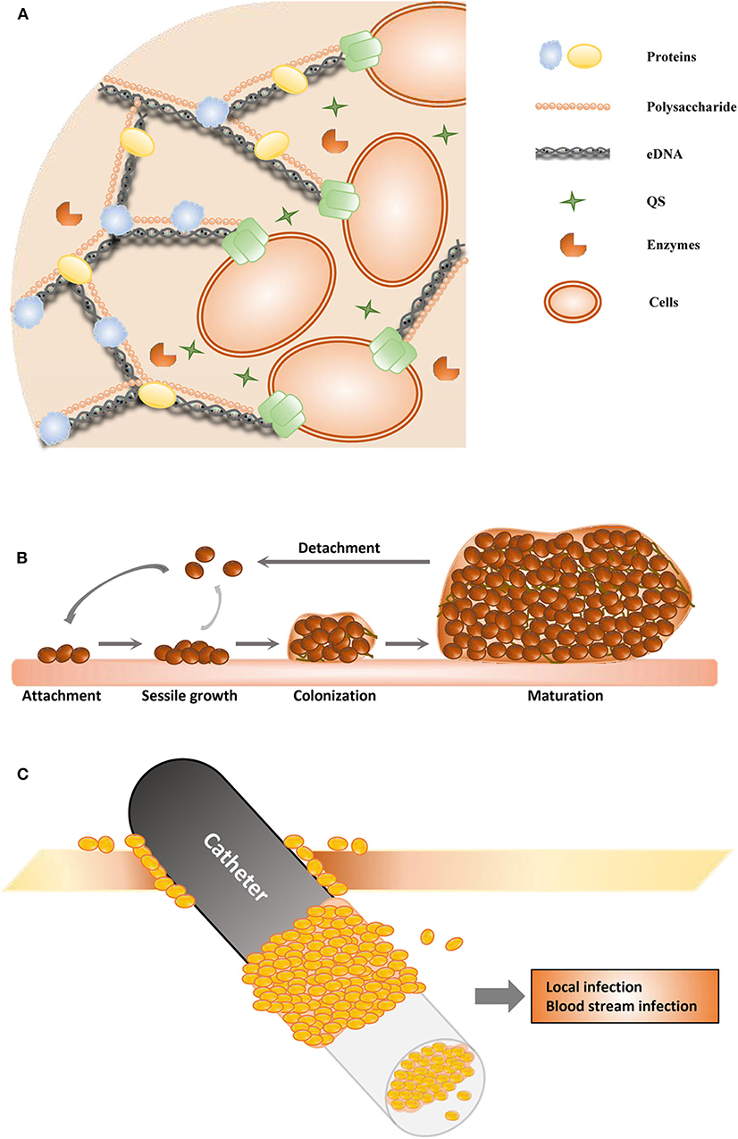Frontiers  Promising Therapeutic Strategies Against Microbial Biofilm  Challenges