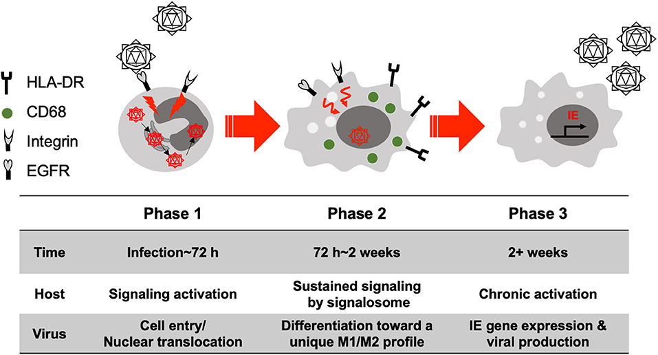 Frontiers | The Differentiation of Human Cytomegalovirus Frontiers | The Differentiation of Human Cytomegalovirus