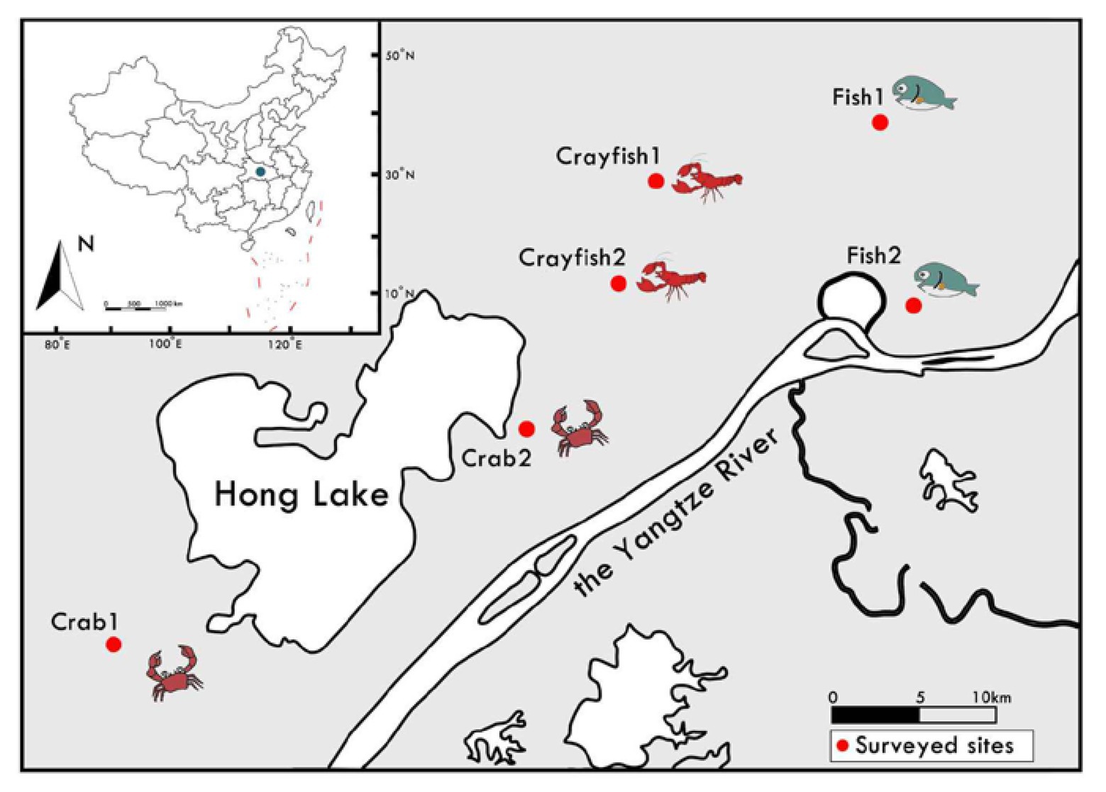 Frontiers  Patterns of Sediment Fungal Community Dependent on