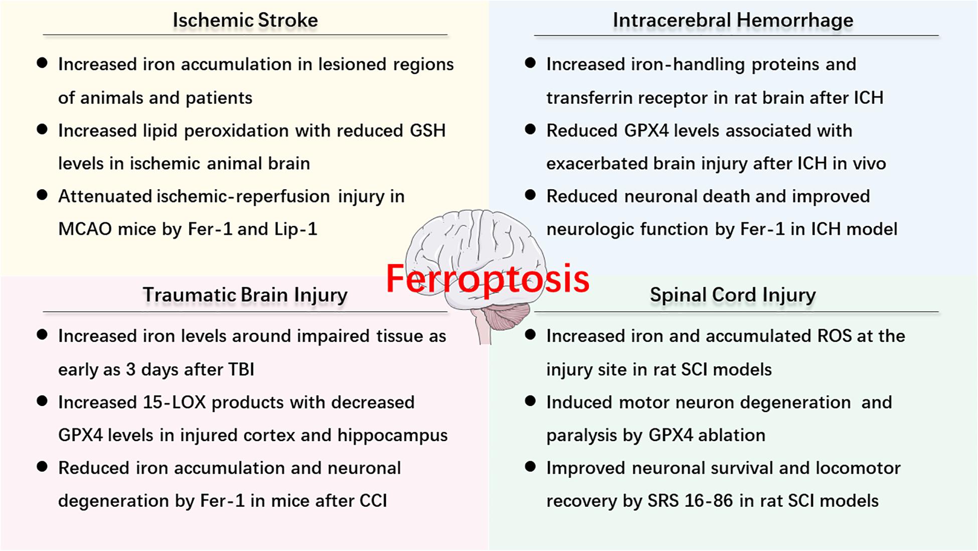 Frontiers | Ferroptosis in Acute Central Nervous System