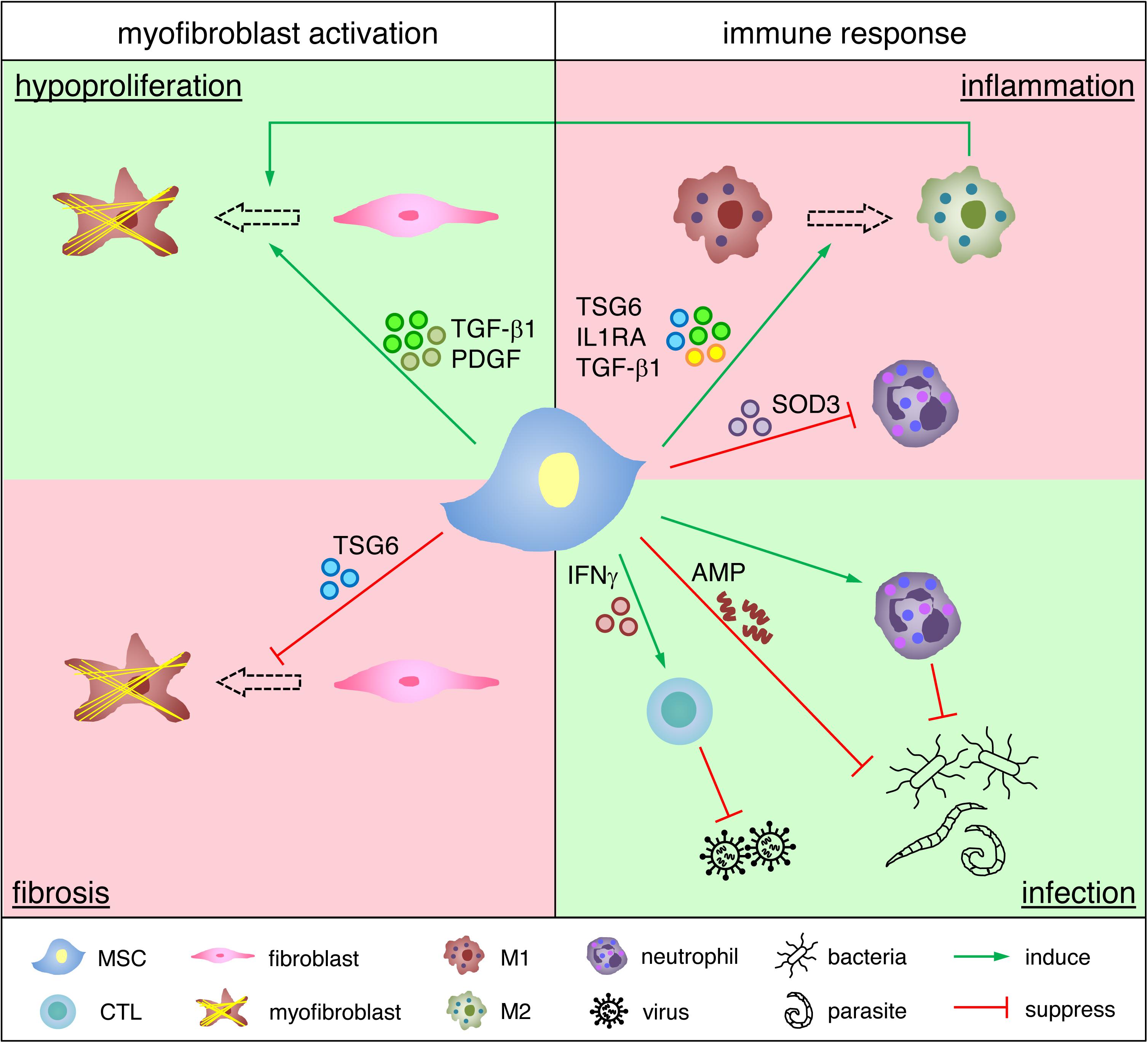 Frontiers  Exploring the contribution of pro-inflammatory cytokines to  impaired wound healing in diabetes