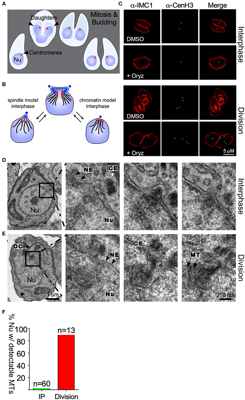 Brasil Fixative - Delta Microscopies