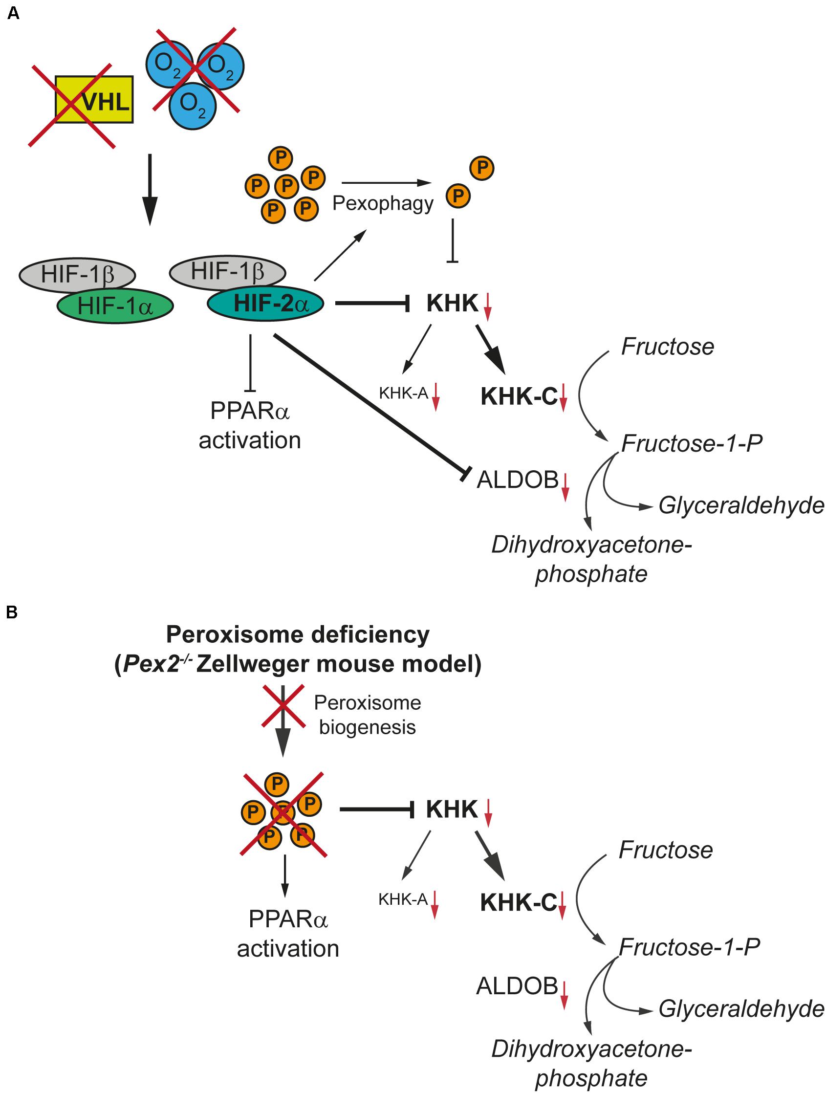Frontiers PeroxisomeDeficiency and HIF2α Signaling Are