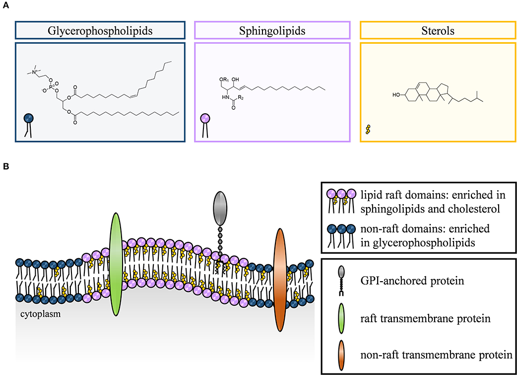 Membrane Composition and Raf[CRD]-Membrane Attachment Are Driving