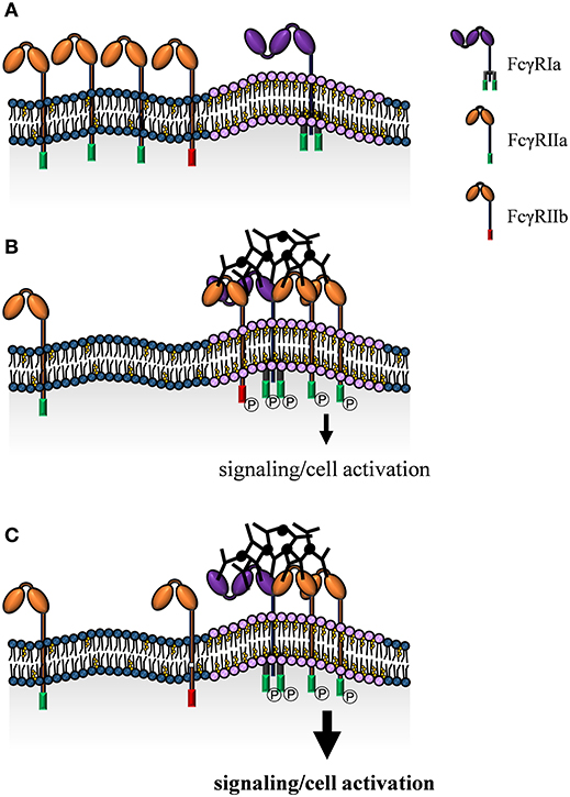 Membrane Composition and Raf[CRD]-Membrane Attachment Are Driving