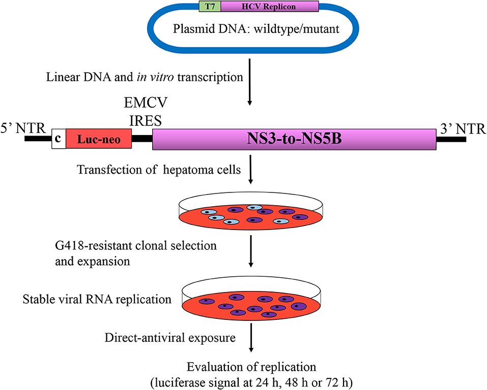 Hcv. Репликон плазмида. HCV RNA положительный. Анти HCV. Репликон микробиология.
