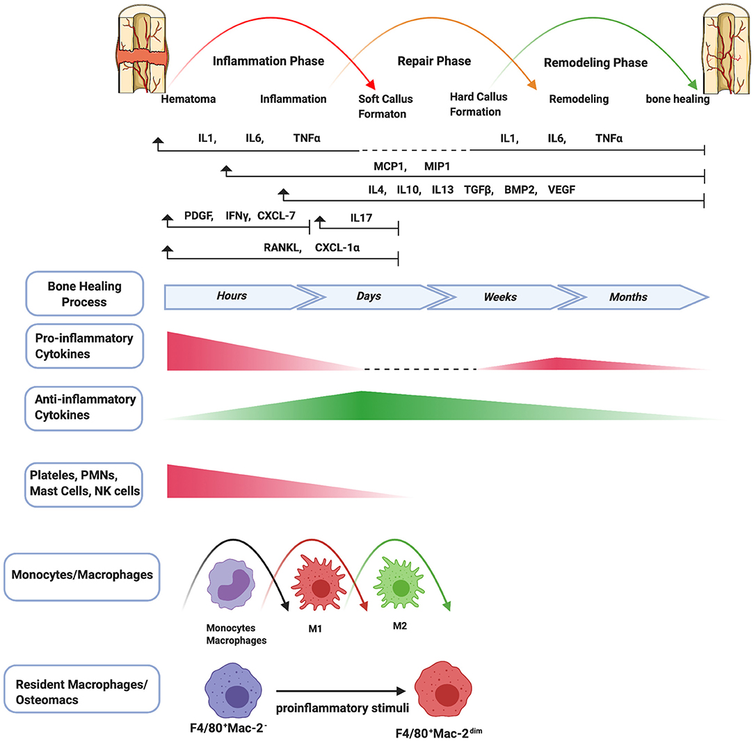 Frontiers Modulation Of The Inflammatory Response And Bone Healing Endocrinology