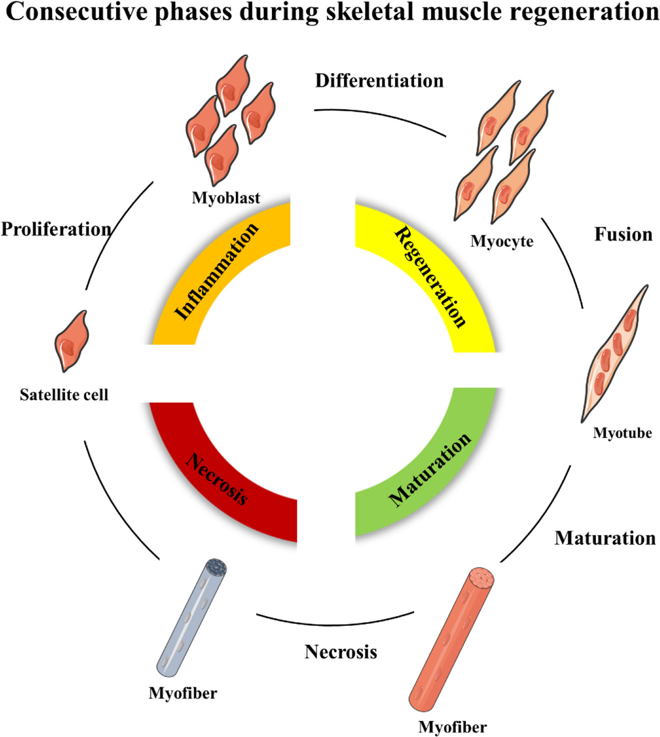 Frontiers  Current Pharmacological Strategies for Duchenne