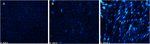www.frontiersin.org