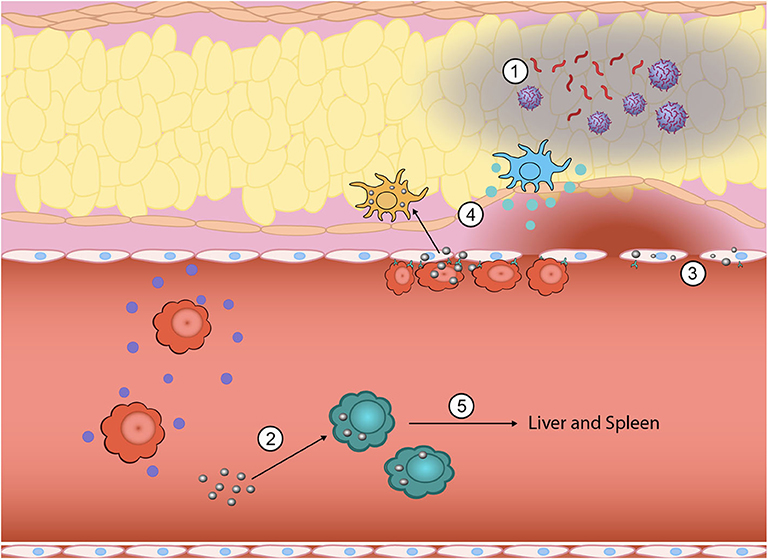 Frontiers | Biomaterial-Driven Immunomodulation: Cell Biology-Based  Strategies to Mitigate Severe Inflammation and Sepsis