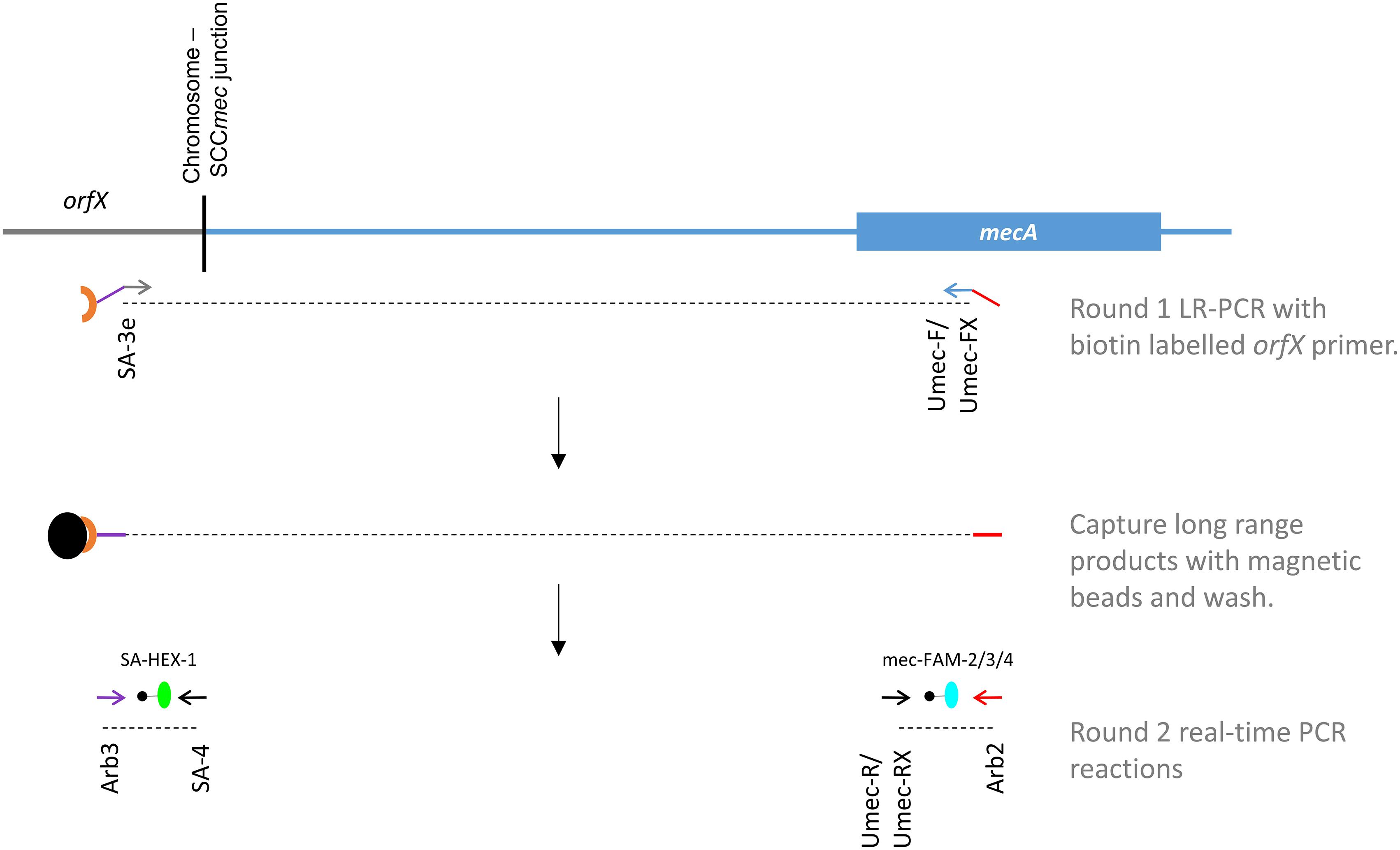 Novel Genetic Insights into Staphylococcus aureus Uncovered